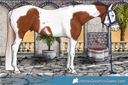 Horse Color:Chestnut Splash Tobiano 