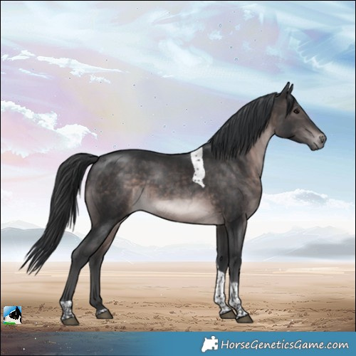 Horse Color:Platinum Brown Tobiano Rabicano