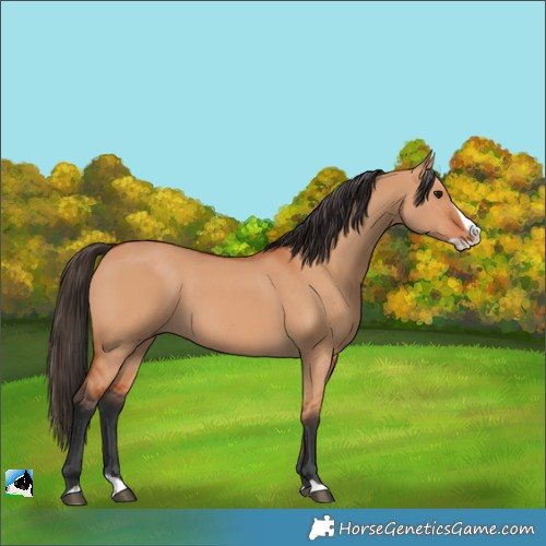 Horse Color:Bay Dun Splash