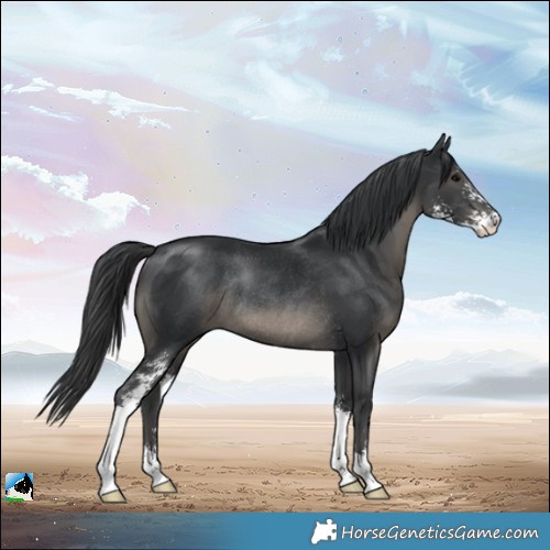 Horse Color:Black Sabino Rabicano