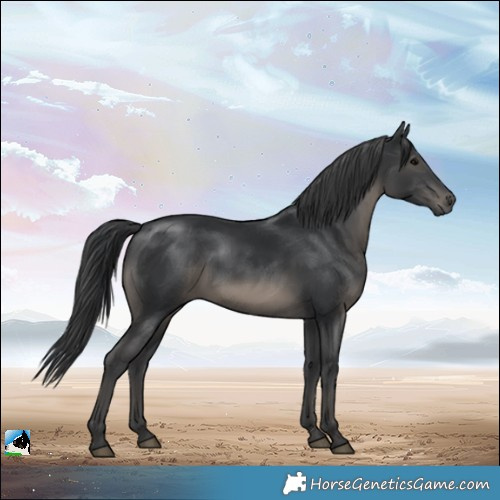 Horse Color:Black Rabicano