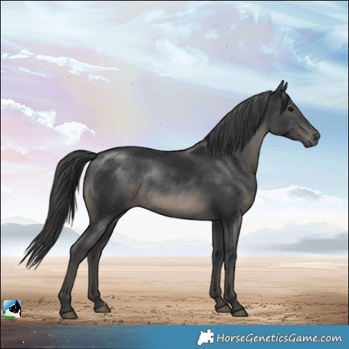 Horse Color:Black Rabicano