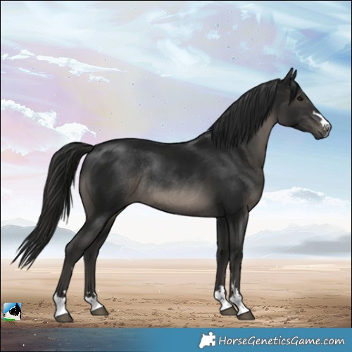 Horse Color:Gray Black Mushroom Rabicano