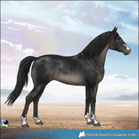 Horse Color:Gray Black Mushroom Rabicano