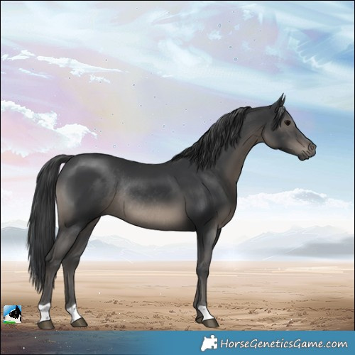 Horse Color:Black Rabicano 