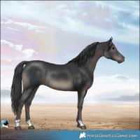 Horse Color:Black Rabicano 
