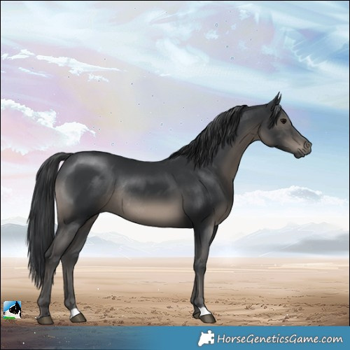 Horse Color:Black Rabicano