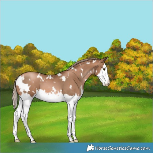 Horse Color:White Spotted Liver Chestnut Pearl Splash 