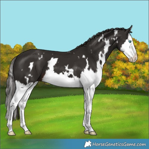 Horse Color:White Spotted Liver Chestnut Splash 