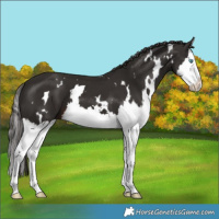 Horse Color:White Spotted Liver Chestnut Splash 
