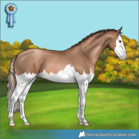 Horse Color:Liver Chestnut Pearl Splash