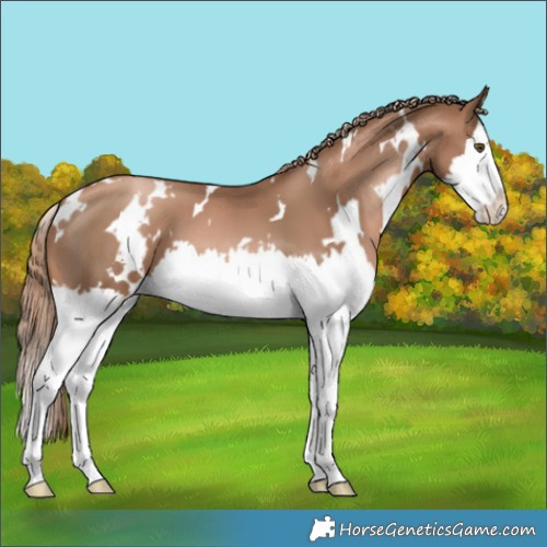 Horse Color:White Spotted Liver Chestnut Pearl Splash 