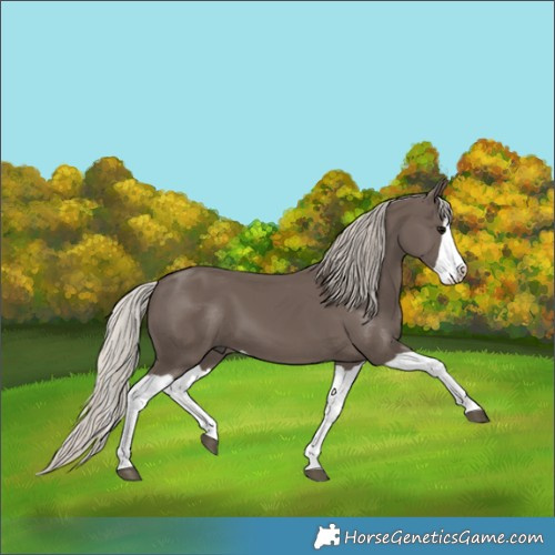 Horse Color:Silver Black Splash 