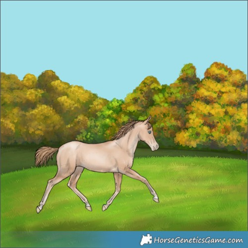 Horse Color:Gold Champagne Pearl Rabicano  and Gold Champagne Pearl Rabicano 