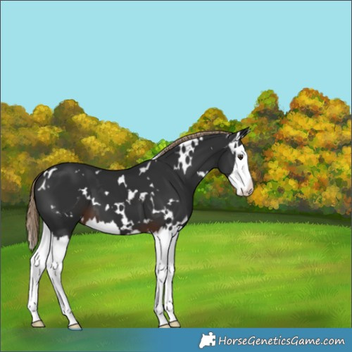 Horse Color:White Spotted Liver Chestnut Splash 