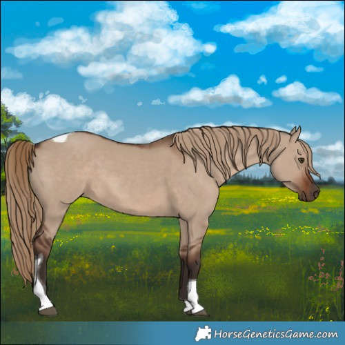Horse Color:Liver Red Dun Tobiano Rabicano 