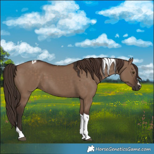 Horse Color:Liver Red Dun Tobiano 