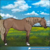 Horse Color:Liver Red Dun 