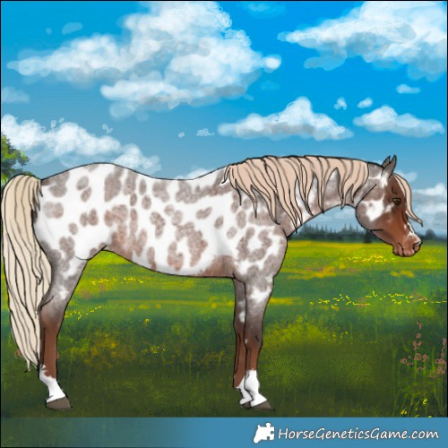 Horse Color:Liver Red Roan Near Leopard Rabicano 