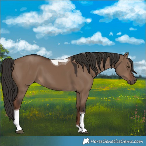 Horse Color:Liver Red Dun Tobiano