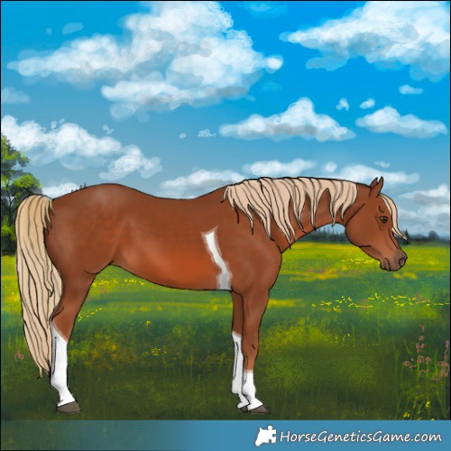 Horse Color:Chestnut Tobiano 