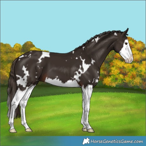 Horse Color:White Spotted Liver Chestnut Splash 