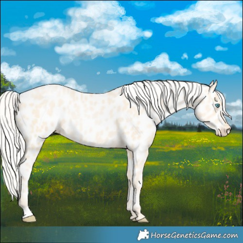 Horse Color:Silver Buckskin Pearl Appaloosa 