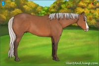 Horse Color:Silver Bay Splash Frame Rabicano