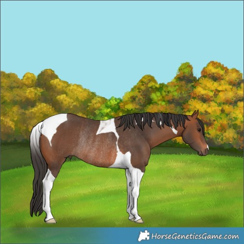 Horse Color:Bay Tobiano Rabicano 