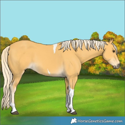Horse Color:Palomino Tobiano 