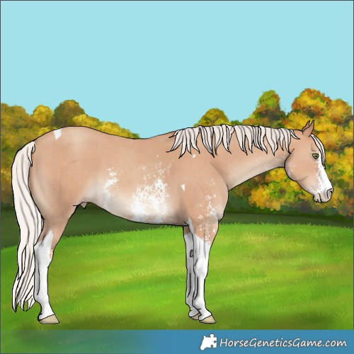Horse Color:Silver Classic Champagne Sabino Tobiano