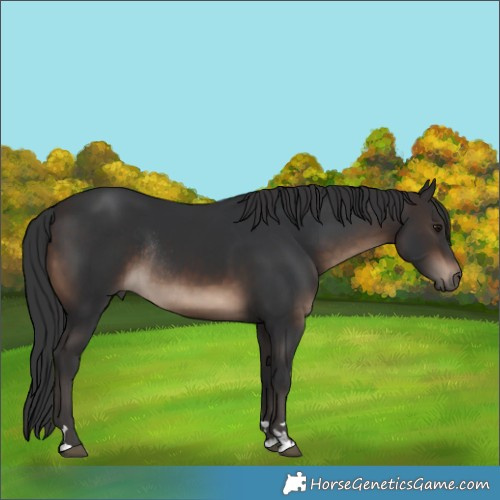 Horse Color:Brown Rabicano 