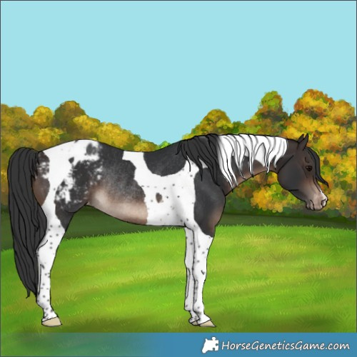 Horse Color:Brown Tobiano Appaloosa Rabicano 