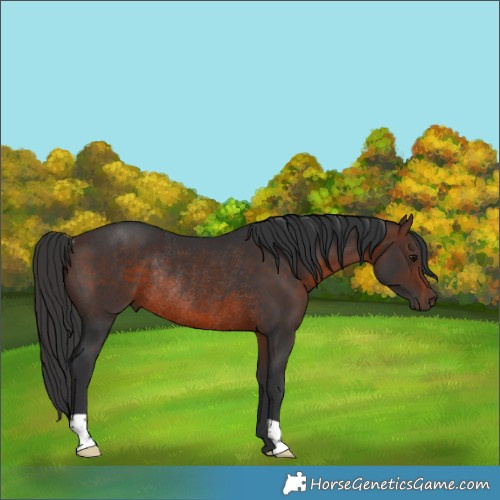 Horse Color:Brown Rabicano 