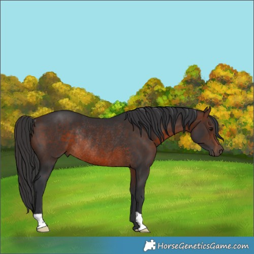 Horse Color:Brown Rabicano 