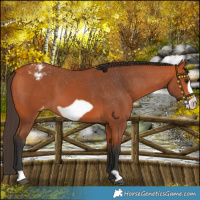 Horse Color:Bay Frame Varnish