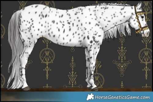 Horse Color:Black Leopard Rabicano 
