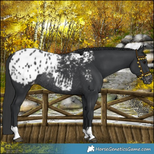 Horse Color:Black Blanket Rabicano 