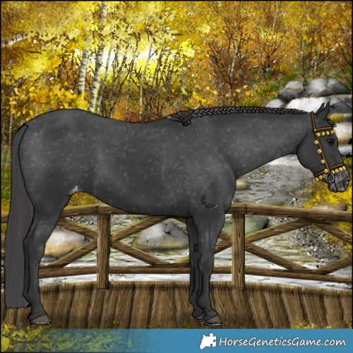Horse Color:Black Varnish Rabicano