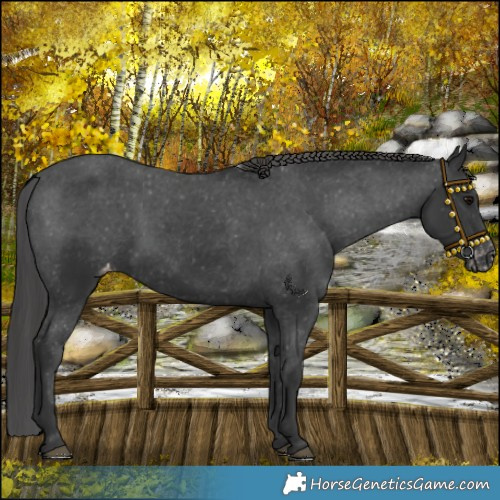 Horse Color:Black Appaloosa Rabicano 