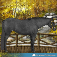 Horse Color:Black Varnish Rabicano 