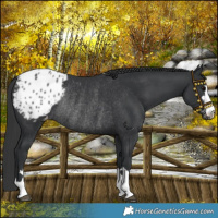 Horse Color:Black Blanket Rabicano 