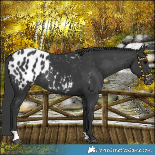 Horse Color:Black Blanket Rabicano 