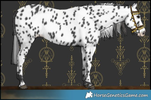 Horse Color:Black Near Leopard Rabicano 