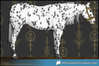 Horse Color:Black Appaloosa Rabicano 