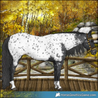 Horse Color:Black Near Leopard Rabicano