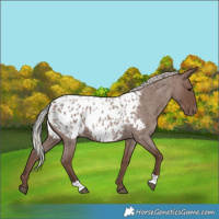Horse Color:Silver Blue Roan Appaloosa 