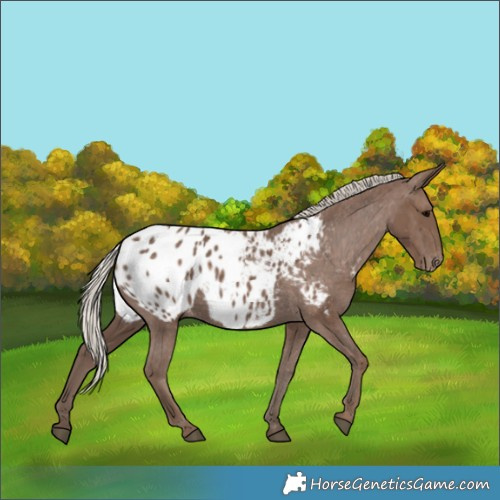 Horse Color:Silver Black Appaloosa 