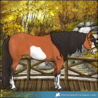 Horse Color:Bay Frame