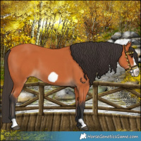 Horse Color:Bay Frame